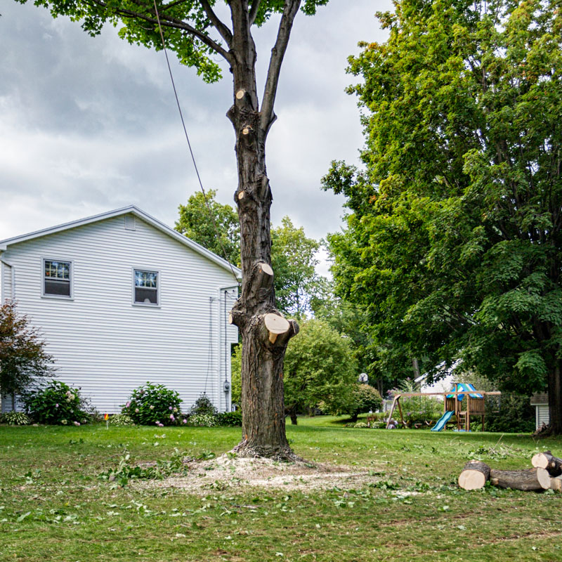 pruned tree