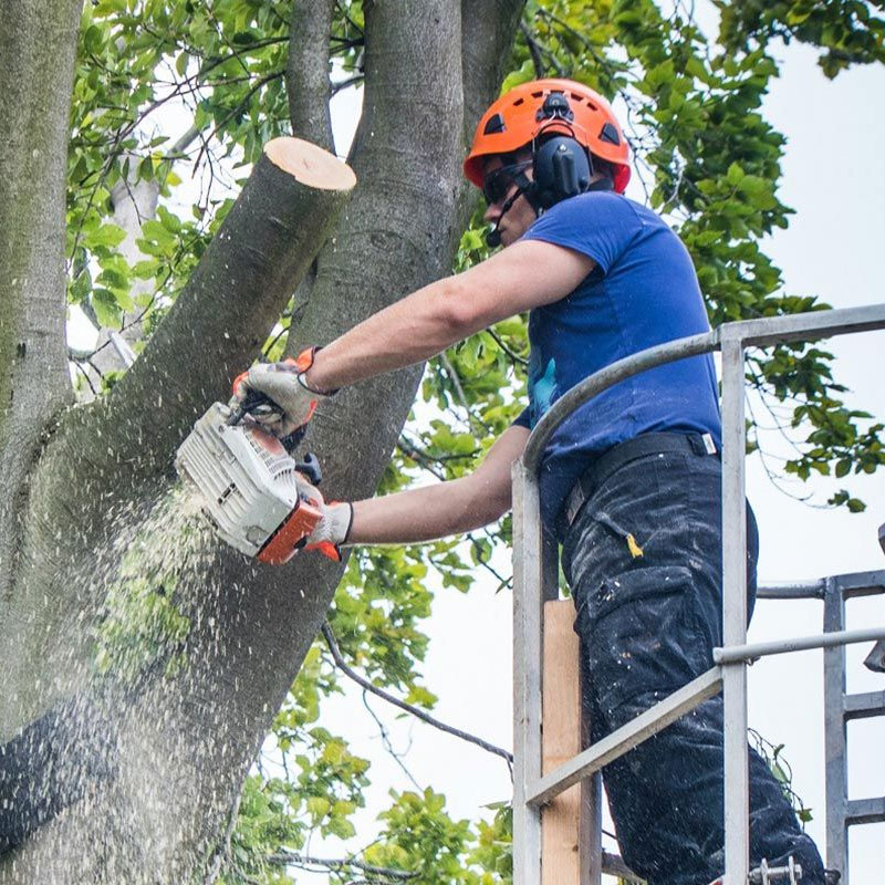 man in cherry bucket with chainsaw, cutting tree