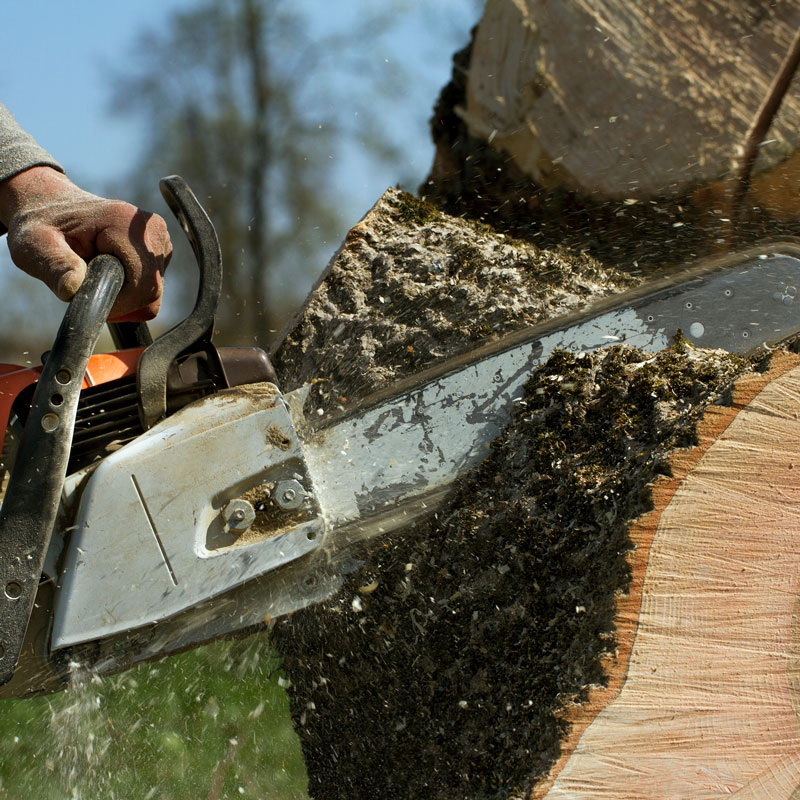 chainsaw cutting log