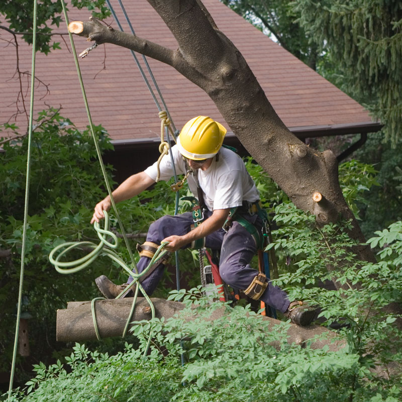 man tying up a tree with rope