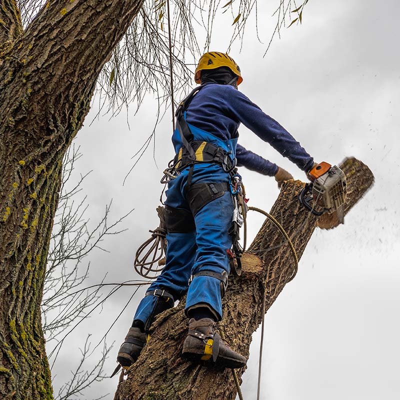 Professional standing and cutting large bare branch of willow tree