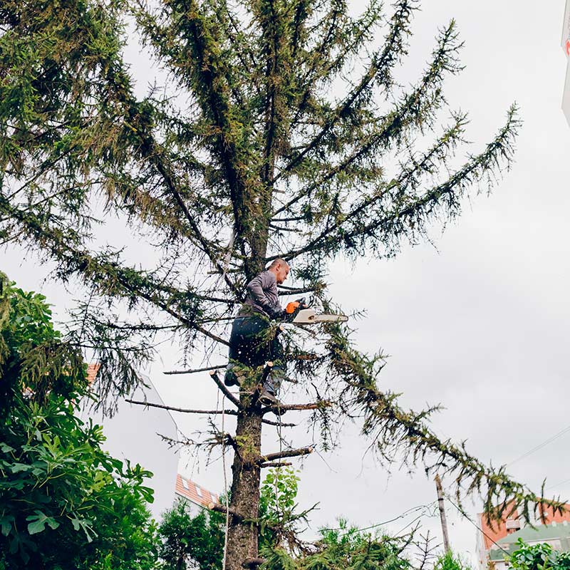 A man cutting a tree